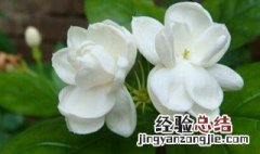 茉莉秋季养殖方法有哪些 茉莉秋季养殖方法