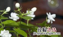 香水茉莉的养殖方法和注意事项 香水茉莉的养殖方法和注意事项有哪些