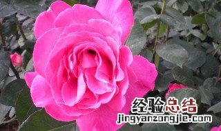 树桩月季花的养殖方法和技术 树桩月季花的养殖方法