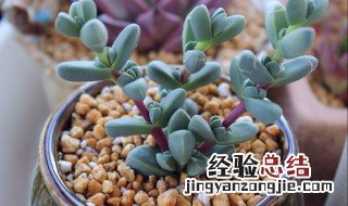 多肉鹿角海棠养殖方法 多肉植物鹿角海棠怎么养