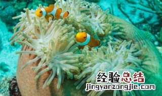 珊瑚属于生物吗 珊瑚属于生物吗并说出理由