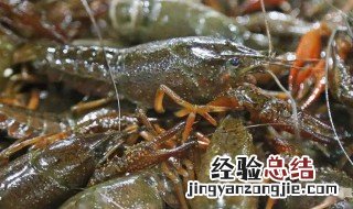 小龙虾如何清洗干净