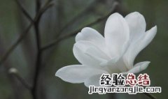 刚买的玉兰花如何盆栽 刚买的玉兰花如何盆栽视频