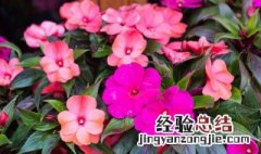 凤仙花种植时间和方法图片 凤仙花种植时间和方法