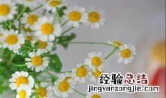 小雏菊的花语和寓意 洋甘菊的花语和寓意