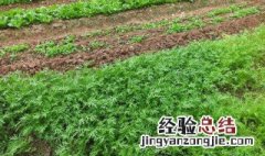 雪里红什么时候种最合适 雪里红种植时间和方法介绍