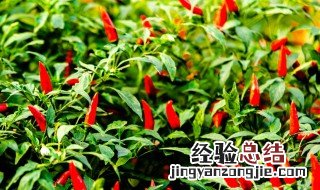 朝天椒种子怎么种植方法 朝天椒种子怎么种植方法视频