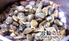 花甲怎么吐沙干净快速 花甲怎么吐沙干净快速视频