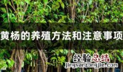 黄杨木盆景养殖方法和注意事项 黄杨木辟邪还是招阴