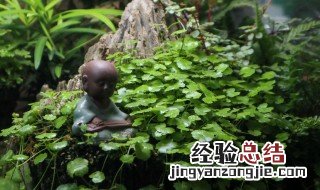 天胡荽种植方法 天胡荽养殖技术视频