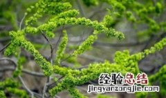 小榆树苗的移栽种植方法 小榆树苗的移栽种植方法视频