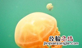 水母养殖方法 换水 水母养殖方法