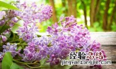 丁香花养殖方法和注意事项 盆栽 丁香花及养殖方法