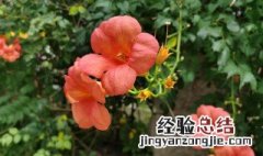 盆栽凌霄花的养殖方法和管理 盆栽凌霄花的养殖方法