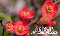 海棠花怎么养殖方法如下 海棠花怎么养殖方法