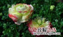 芹菜牡丹怎么养 芹菜牡丹的养殖方法