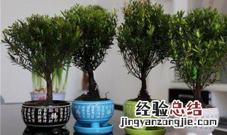 小叶赤楠的养殖方法 小叶赤楠的养殖方法和注意事项有哪些