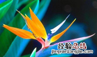 天堂鸟的养殖方法 盆栽天堂鸟的养殖方法