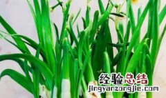 水仙花怎么养殖方法 水仙花开完了怎样留种球