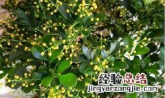 夏季米兰花的养殖方法 夏季米兰花的养殖方法有哪些