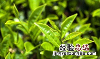 种茶的基本知识是什么 种茶的基本知识