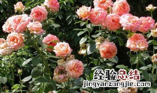 欧月月季花好养吗 欧月月季花的养殖方法