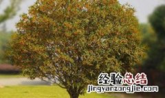 怎么养桂花树 怎么养桂花树茂盛