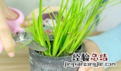 野生菖蒲怎么养殖方法 野生菖蒲图片