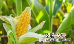 玉米属于哪类垃圾分类 玉米梗垃圾分类属于什么垃圾