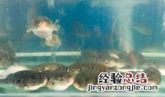 淡水河豚鱼怎么养 河豚养殖方法