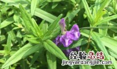 黄芩的养殖方法 黄芩养殖方法有哪些