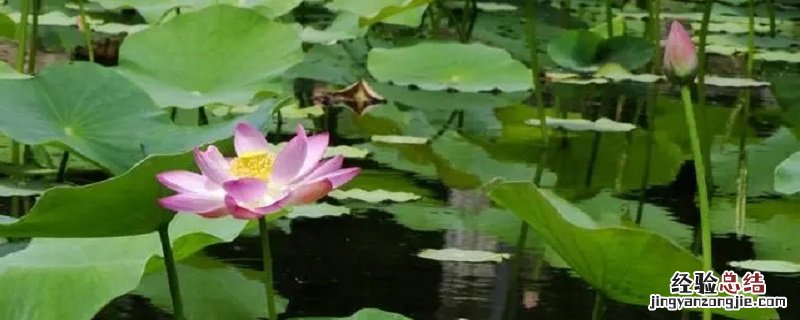 夏天是什么的季节仿写句子 夏天是什么的季节