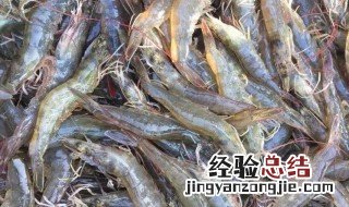 白对虾养殖最新方法和技术 白对虾养殖最新方法