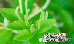 金银花的养殖方法 金银花的养殖方法和注意事项