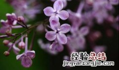 丁香花怎么养殖方法 丁香花养殖方法和注意事项 盆栽