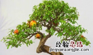 石榴树都能结果吗 盆栽石榴树能不能结果