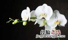 室内适合养什么花什么花最香 室内适合养的香花有哪些