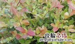 乌树叶是什么树的叶子 乌树叶是什么树