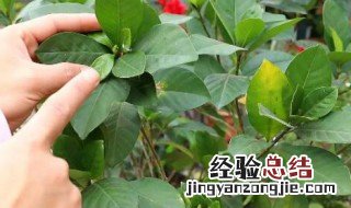 栀子花立秋以后能剪枝吗 栀子花入秋可以修剪吗