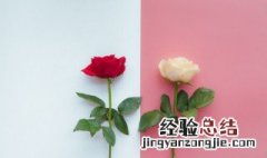 冬天有玫瑰花吗 冬天有玫瑰花吗?