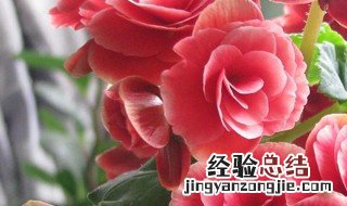 怎么养丽格海棠 如何养丽格海棠
