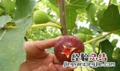 无花果怎么育苗 无花果怎么育苗方法