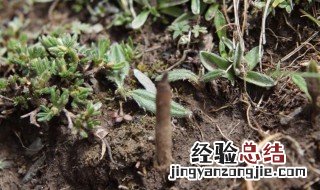 冬虫夏草种子怎么种植方法视频 冬虫夏草种子怎么种植方法