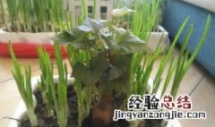 红薯怎样种植的绿植 红薯绿植怎样培育