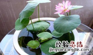 荷花缸里的水表面有泡沫是啥原因呢 荷花缸里的水表面有泡沫是啥原因