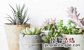 多肉植物的养殖方法 黑法师多肉植物的养殖方法