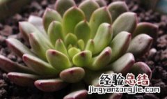 红宝石植物养殖方法视频 红宝石植物养殖方法