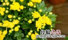 盆栽菊花的养殖方法和注意事项图片 盆栽菊花的养殖方法和注意事项