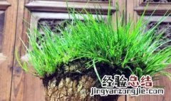 菖蒲水培养殖方法 菖蒲水培养殖方法视频