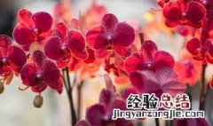 腰缠万贯花怎么养才能长出小果实 腰缠万贯花的养殖方法